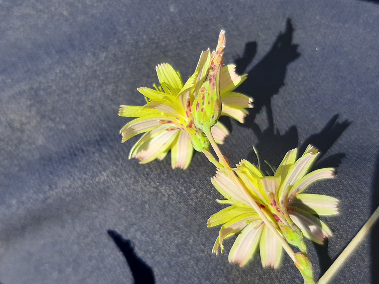 Lactuca saligna