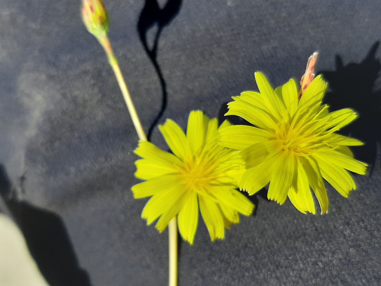 Lactuca saligna