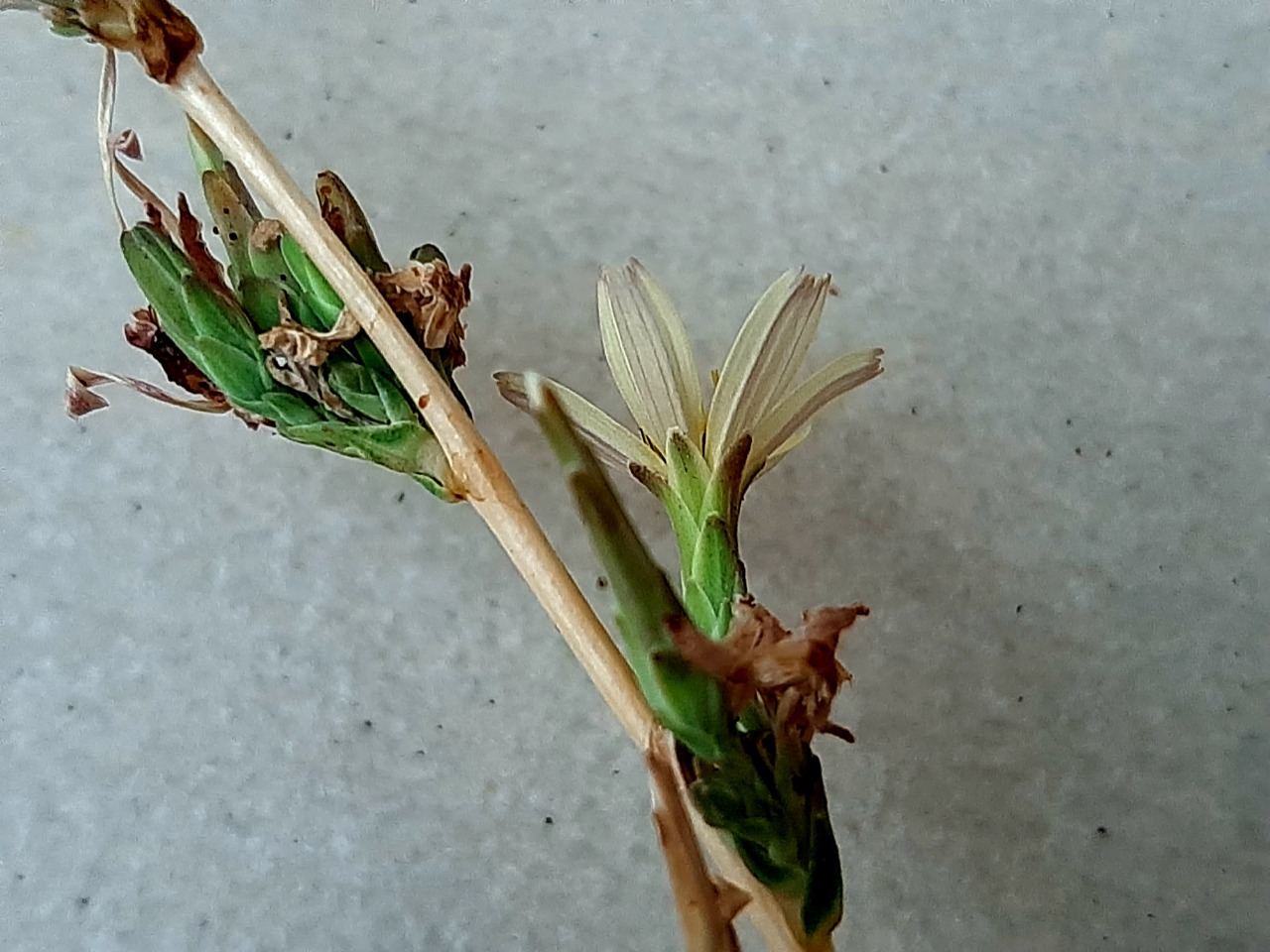 Lactuca saligna