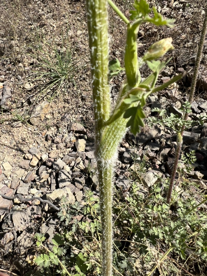 Laserpitium hispidum