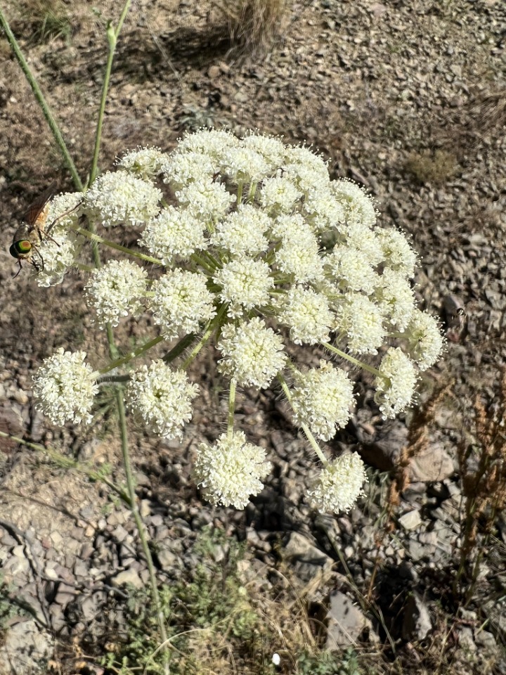 Laserpitium hispidum