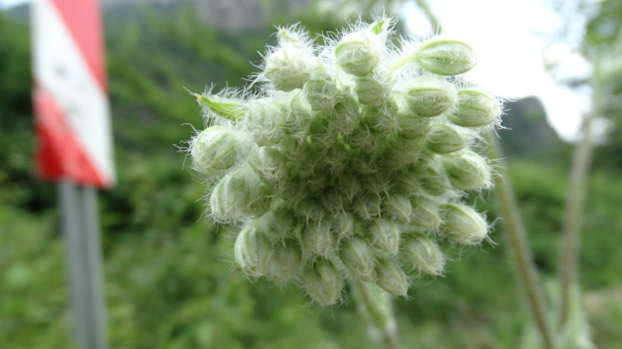 Laserpitium hispidum