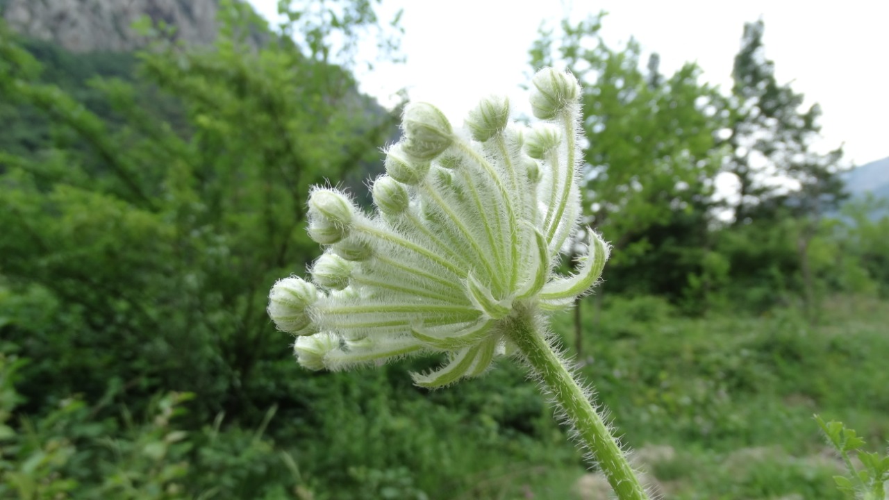 Laserpitium hispidum