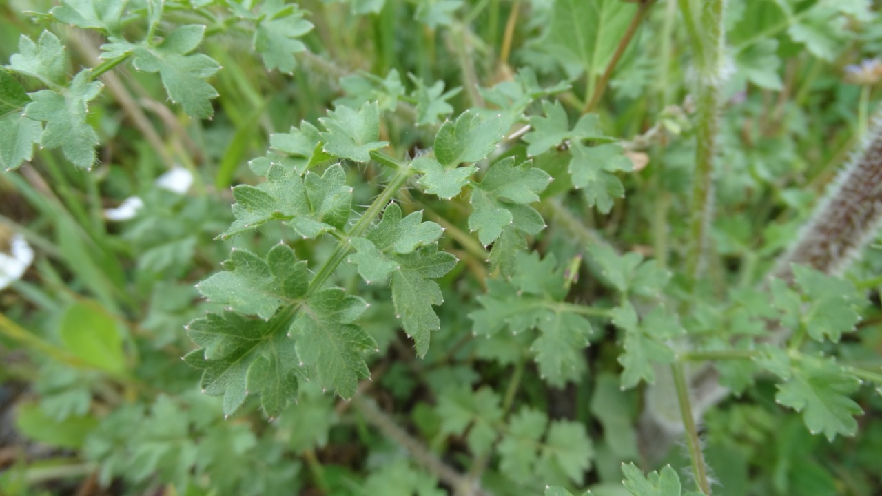 Laserpitium hispidum