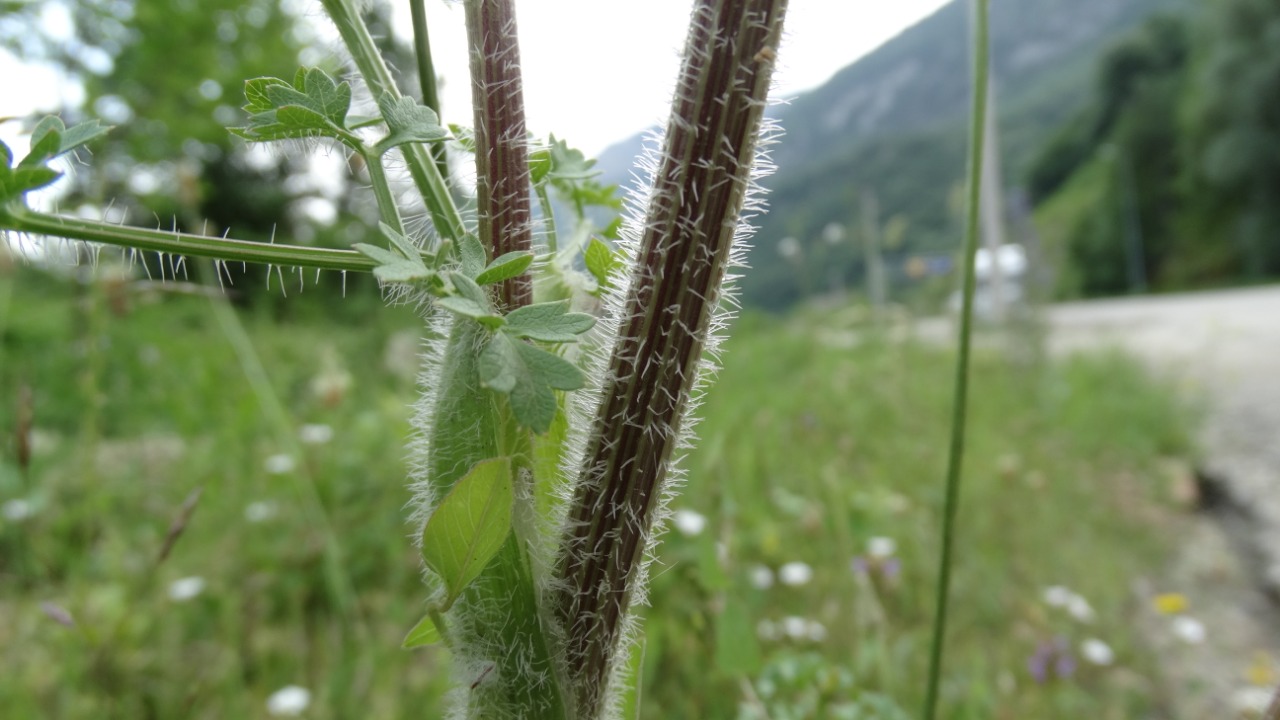 Laserpitium hispidum