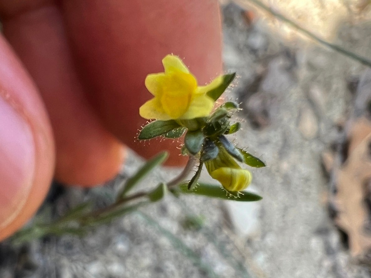 Linaria simplex