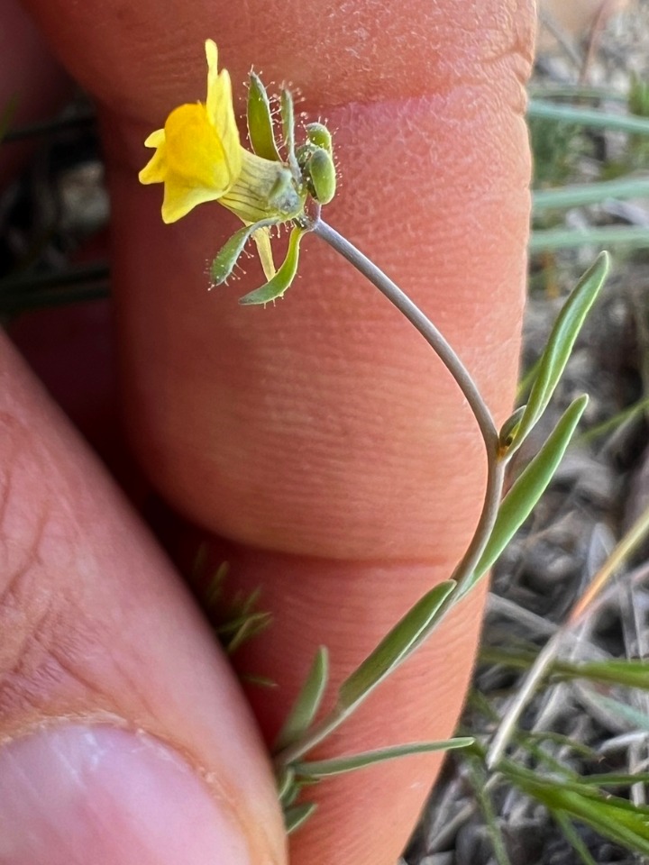 Linaria simplex