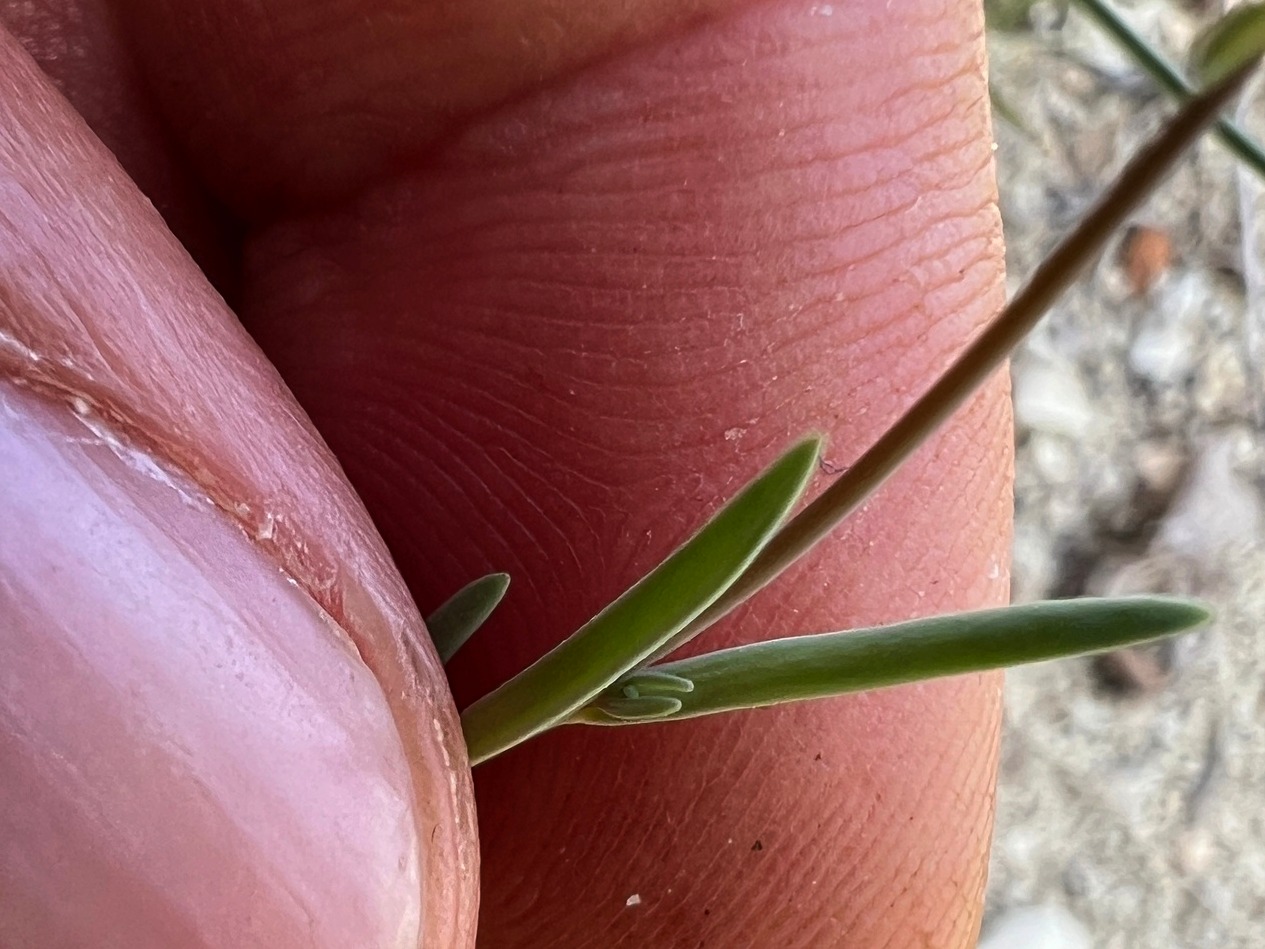 Linaria simplex