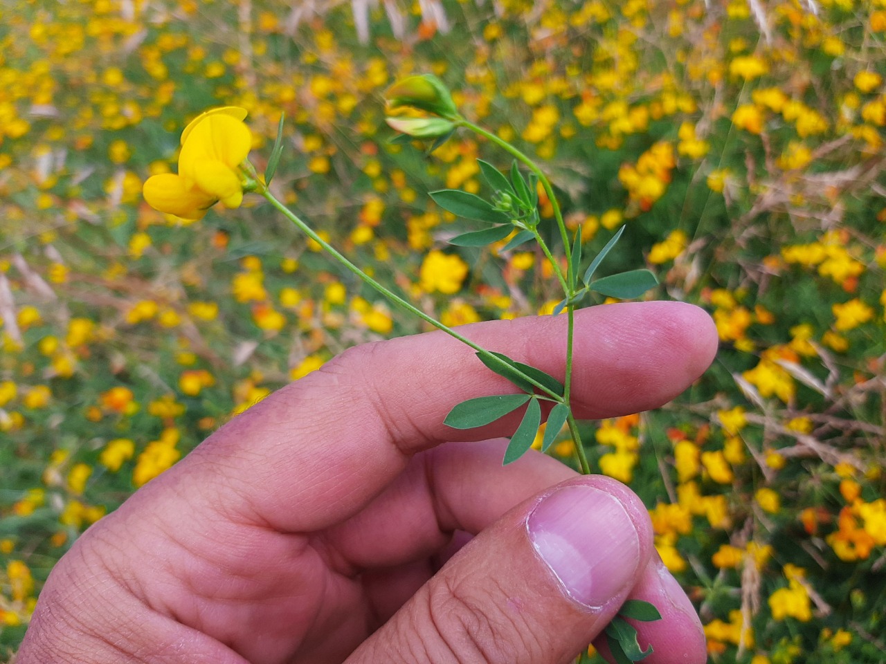 Lotus corniculatus var. tenuifolius