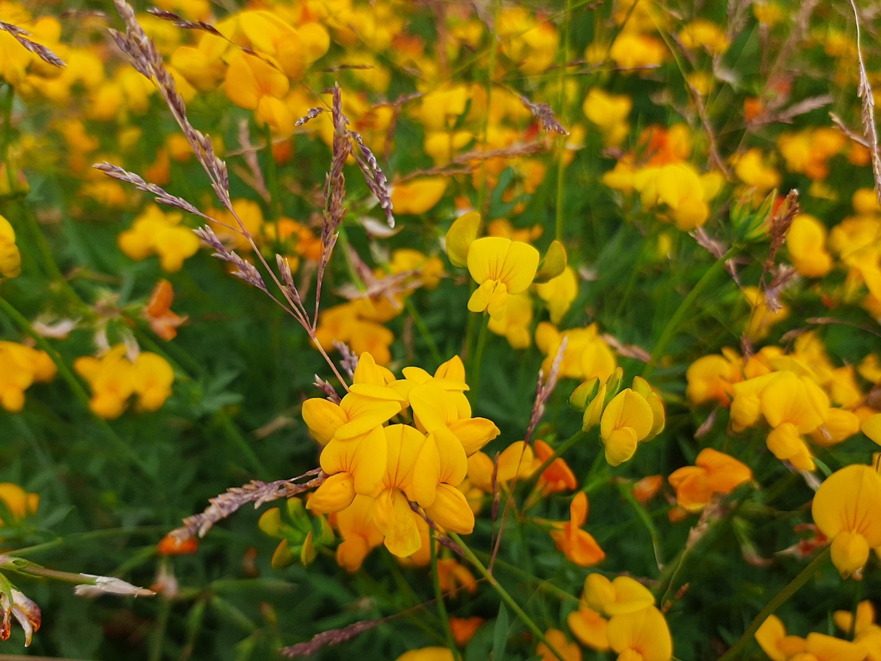 Lotus corniculatus var. tenuifolius