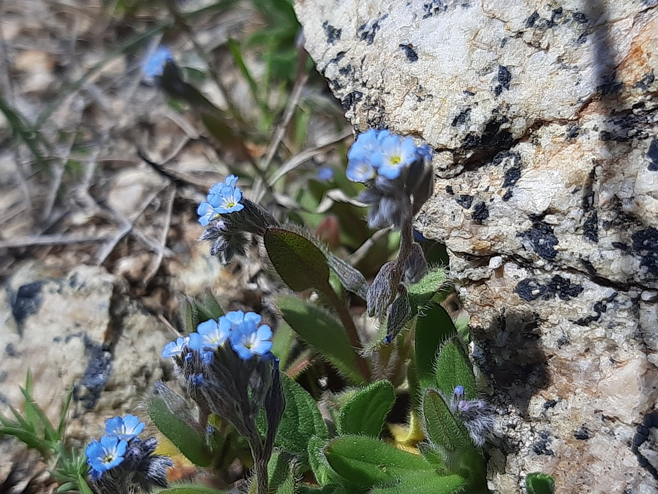 Myosotis ramosissima