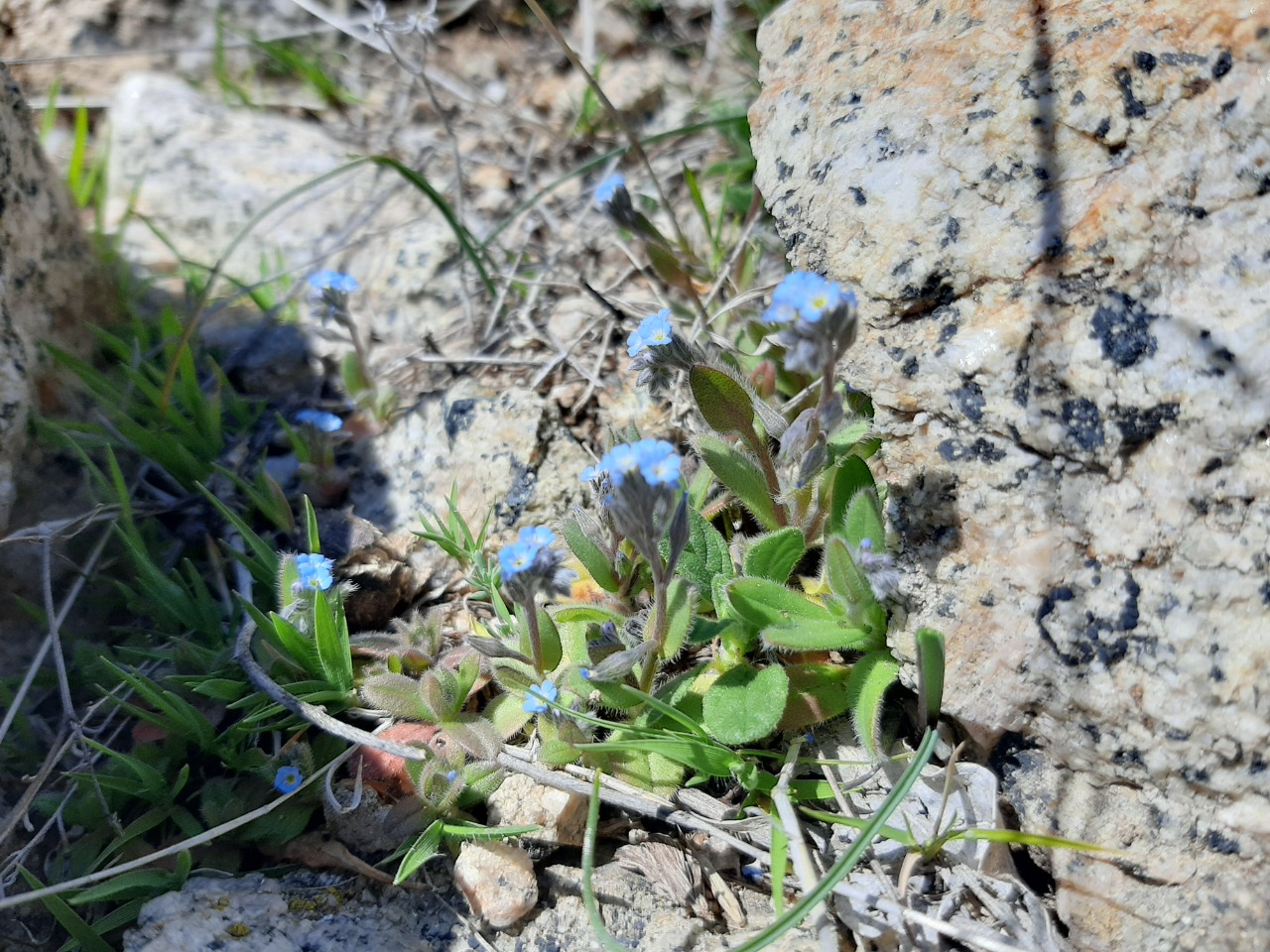 Myosotis ramosissima