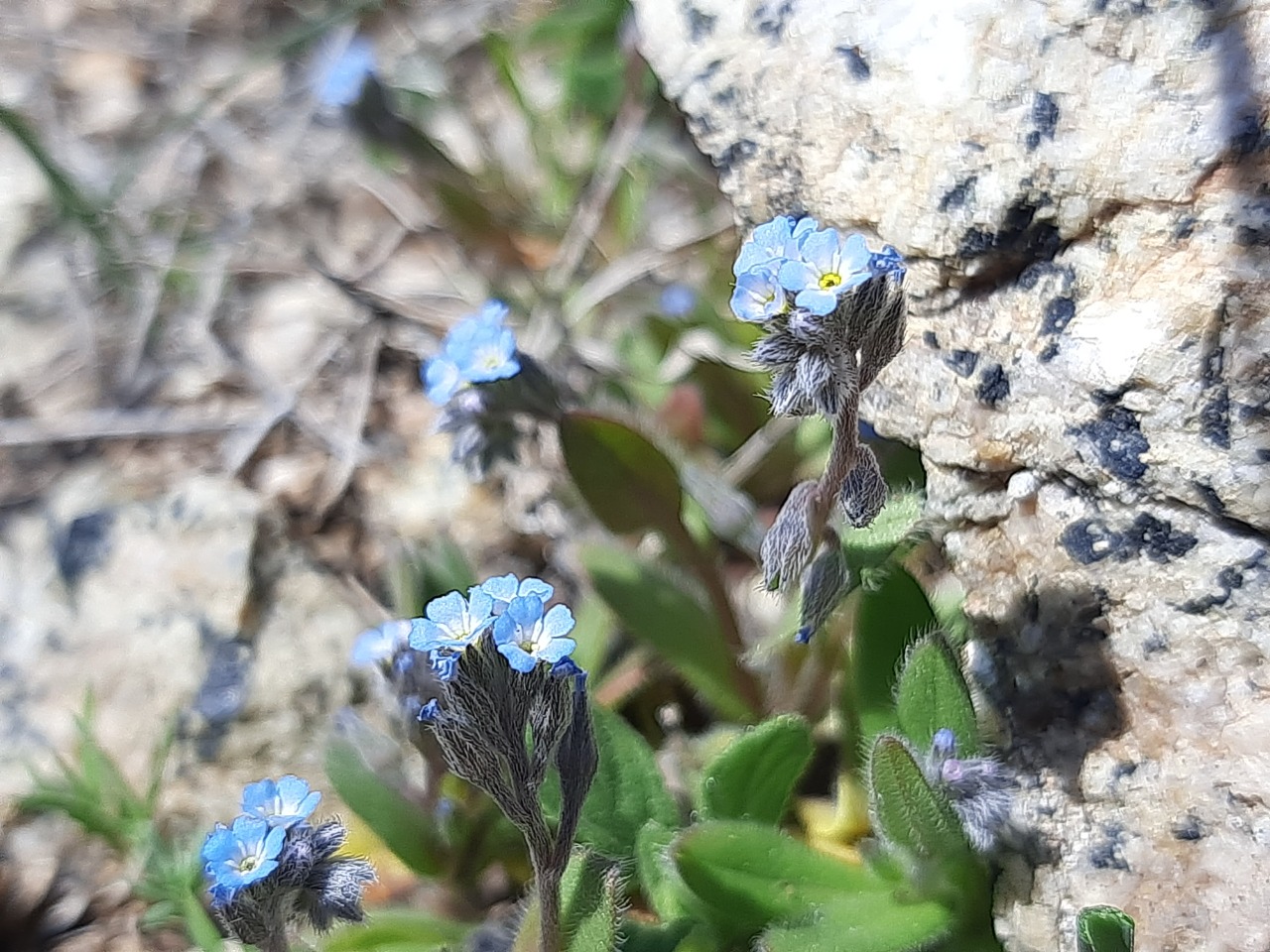 Myosotis ramosissima