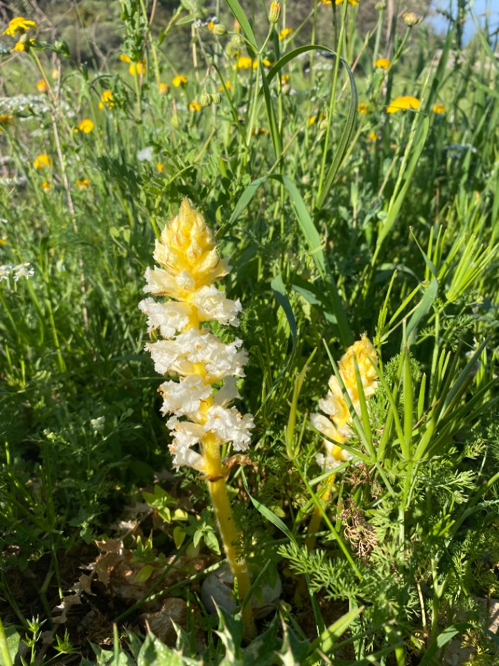 Orobanche minor