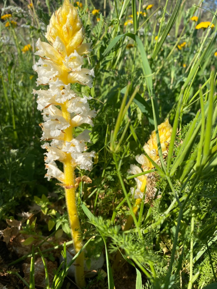 Orobanche minor