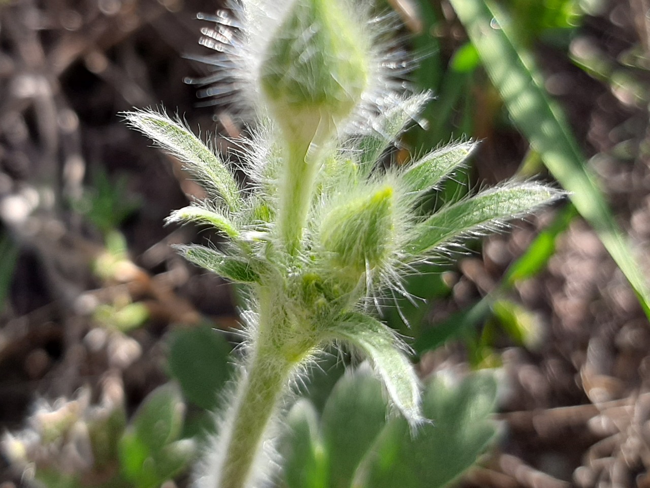 Ranunculus argyreus