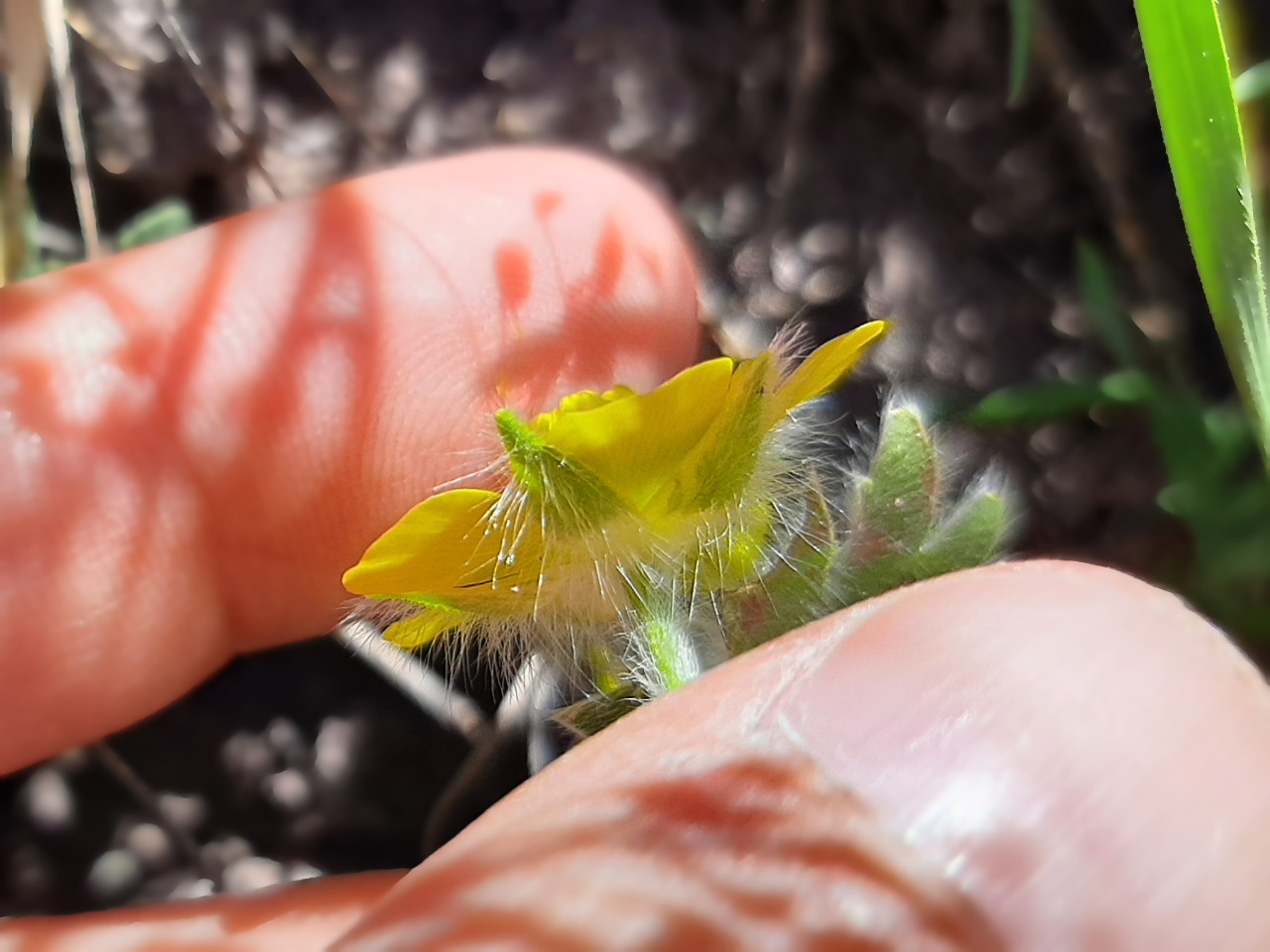 Ranunculus argyreus