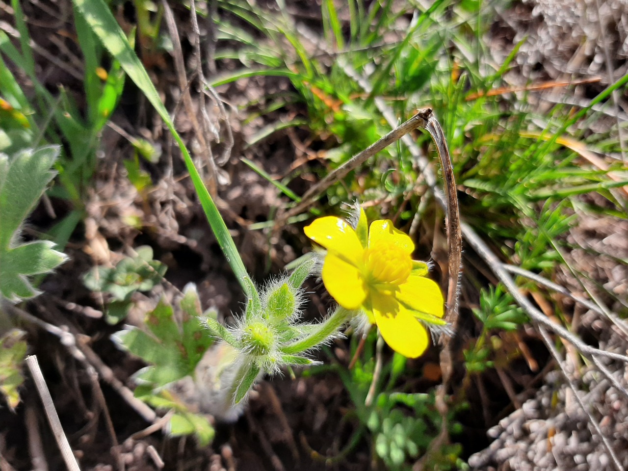 Ranunculus argyreus