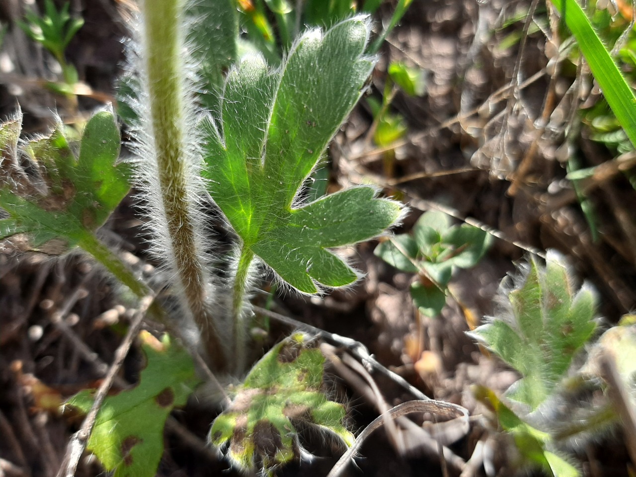 Ranunculus argyreus