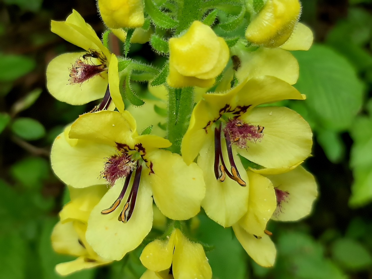 Verbascum ponticum