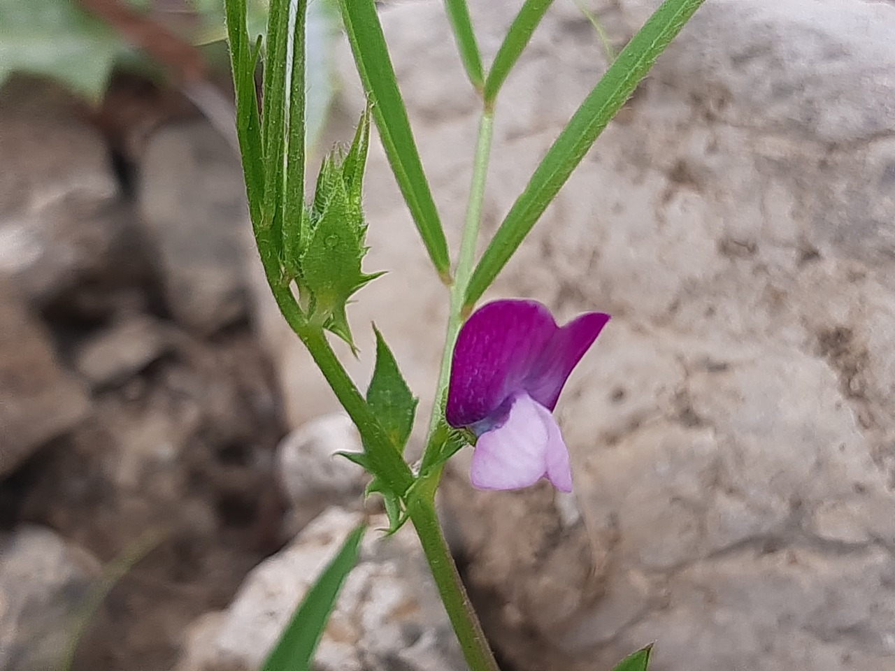 Vicia bithynica