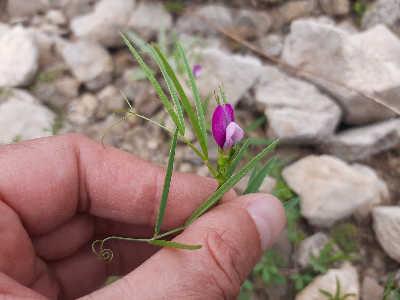 Vicia bithynica