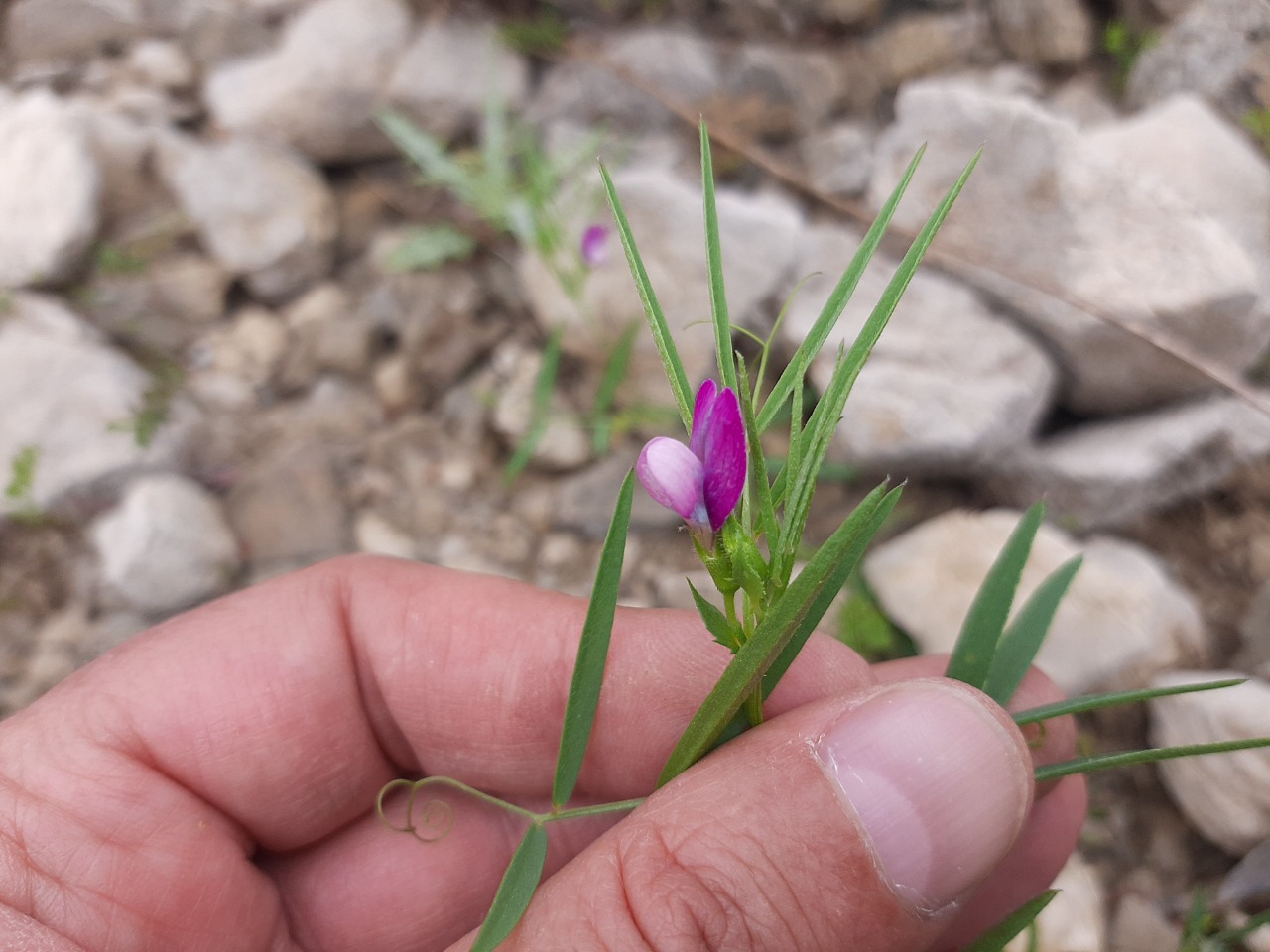 Vicia bithynica