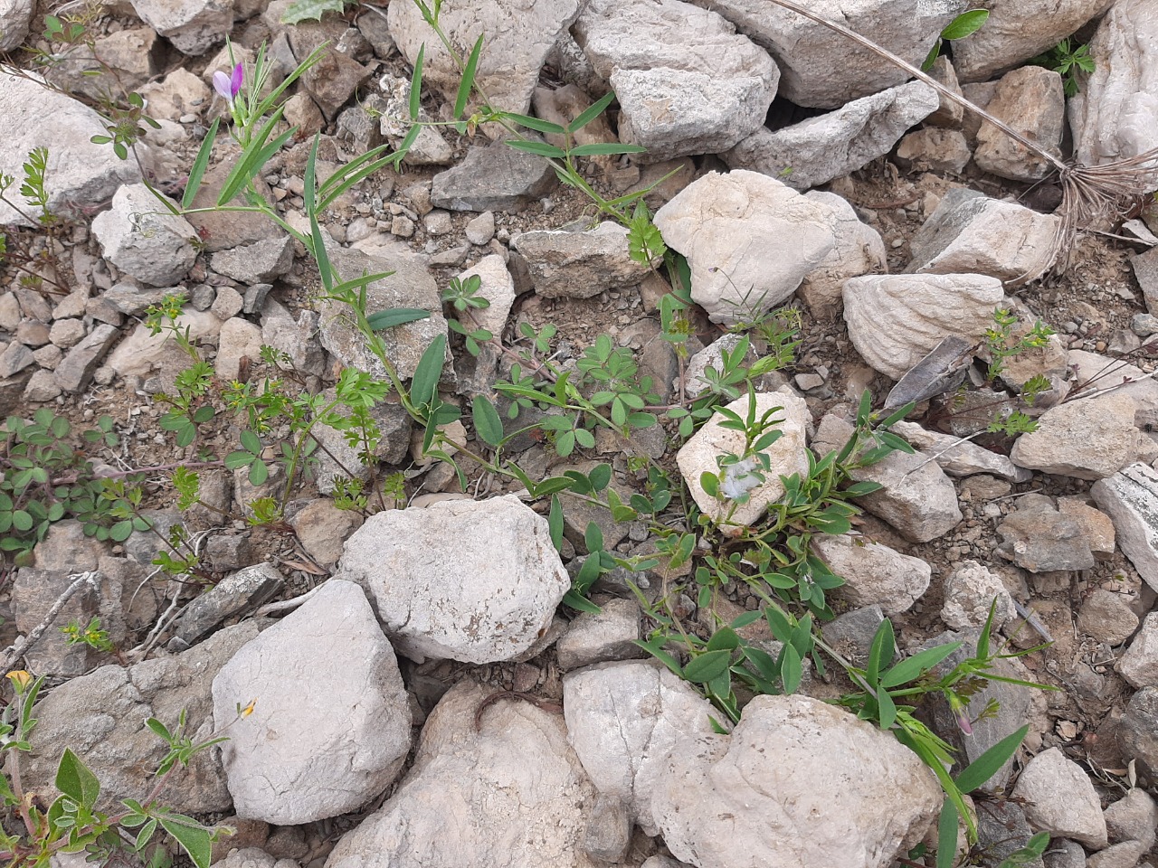 Vicia bithynica