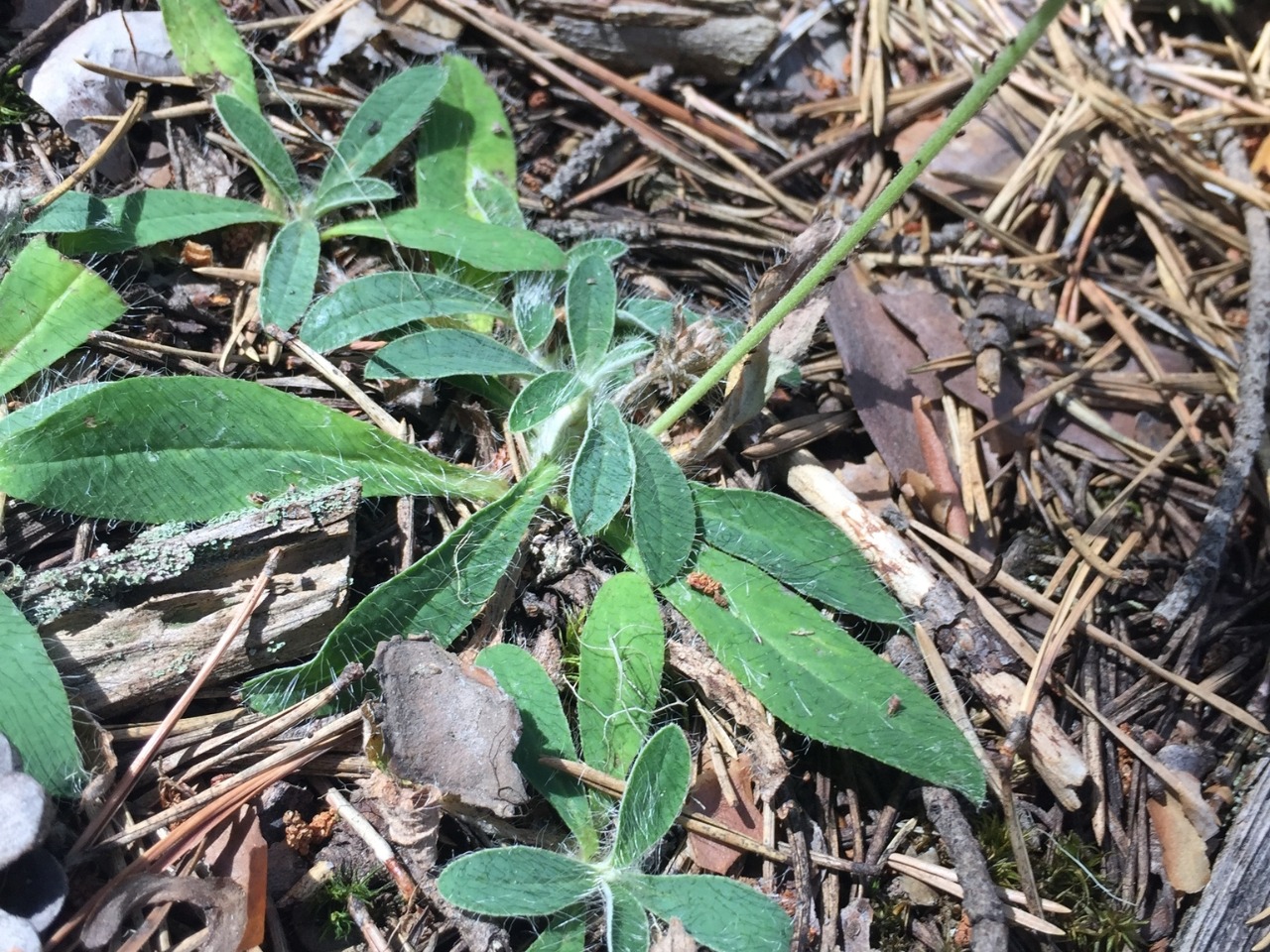 Pilosella hoppeana subsp. testimonialis