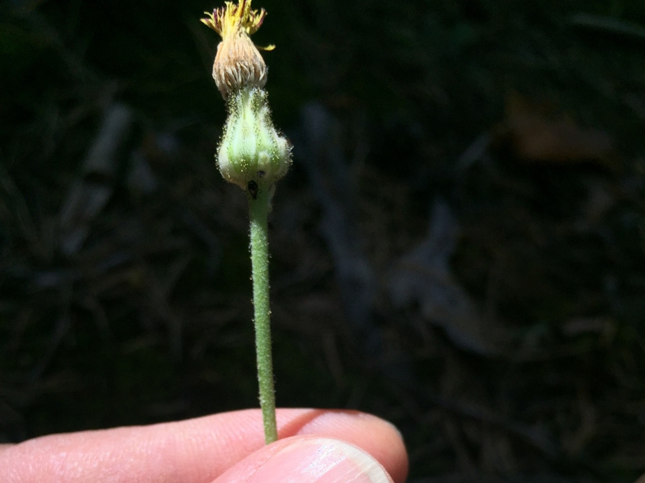 Pilosella hoppeana subsp. testimonialis