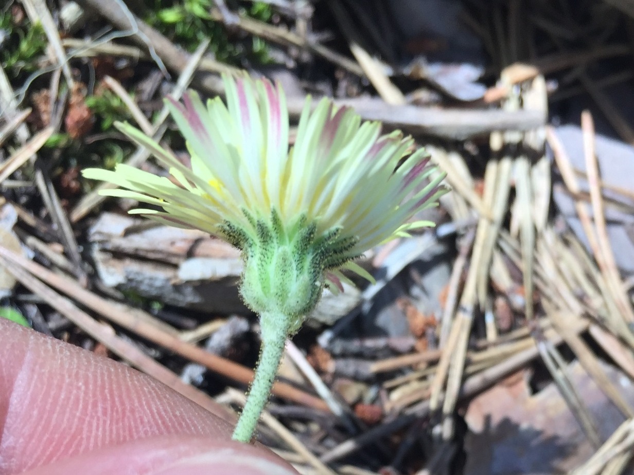 Pilosella hoppeana subsp. testimonialis