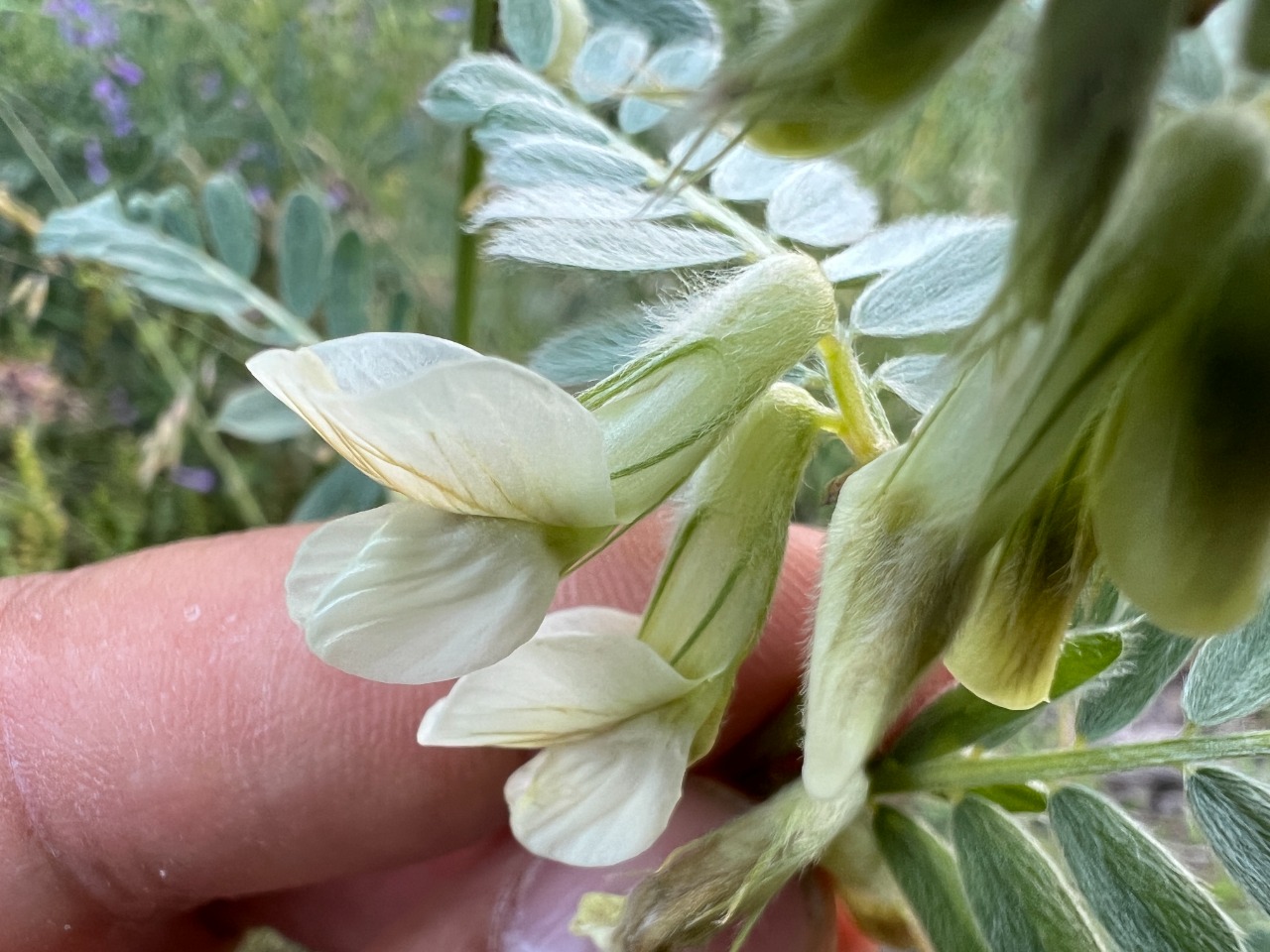Vicia pannonica