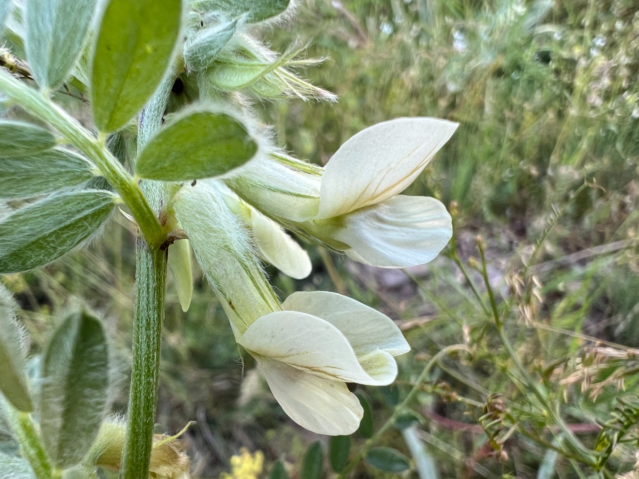Vicia pannonica