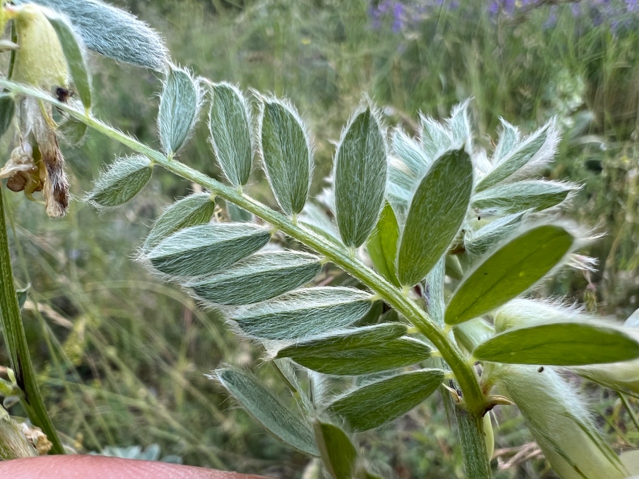 Vicia pannonica
