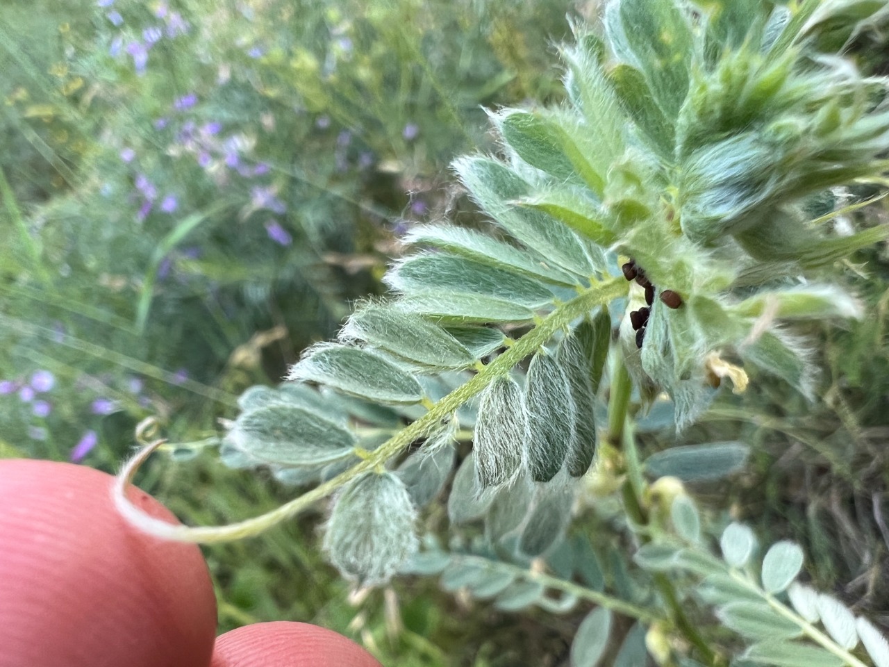 Vicia pannonica