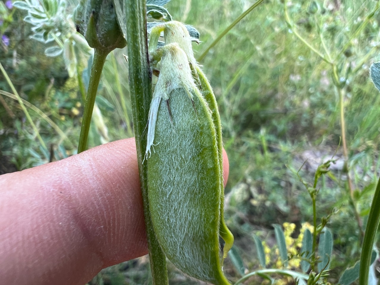 Vicia pannonica