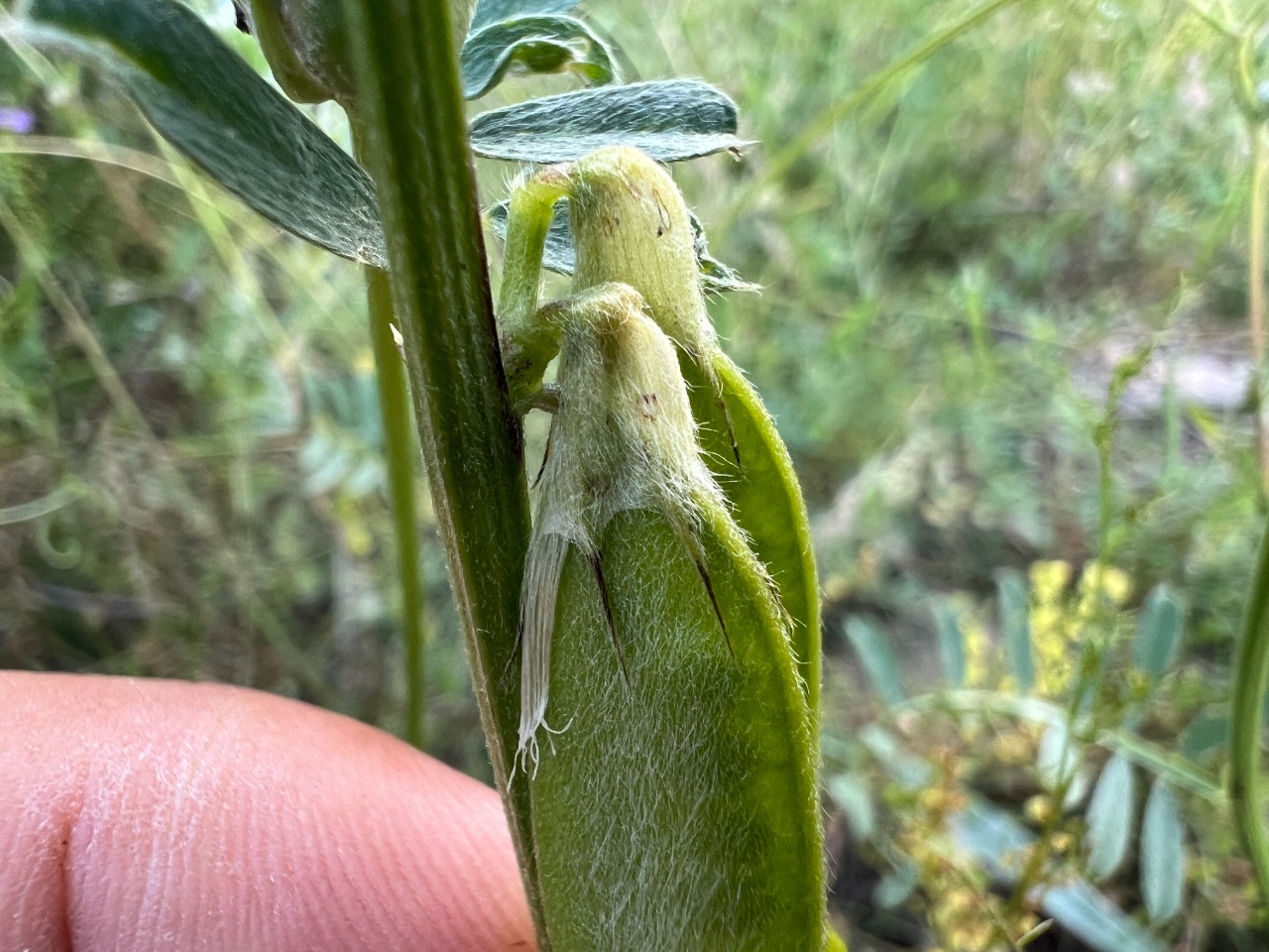 Vicia pannonica