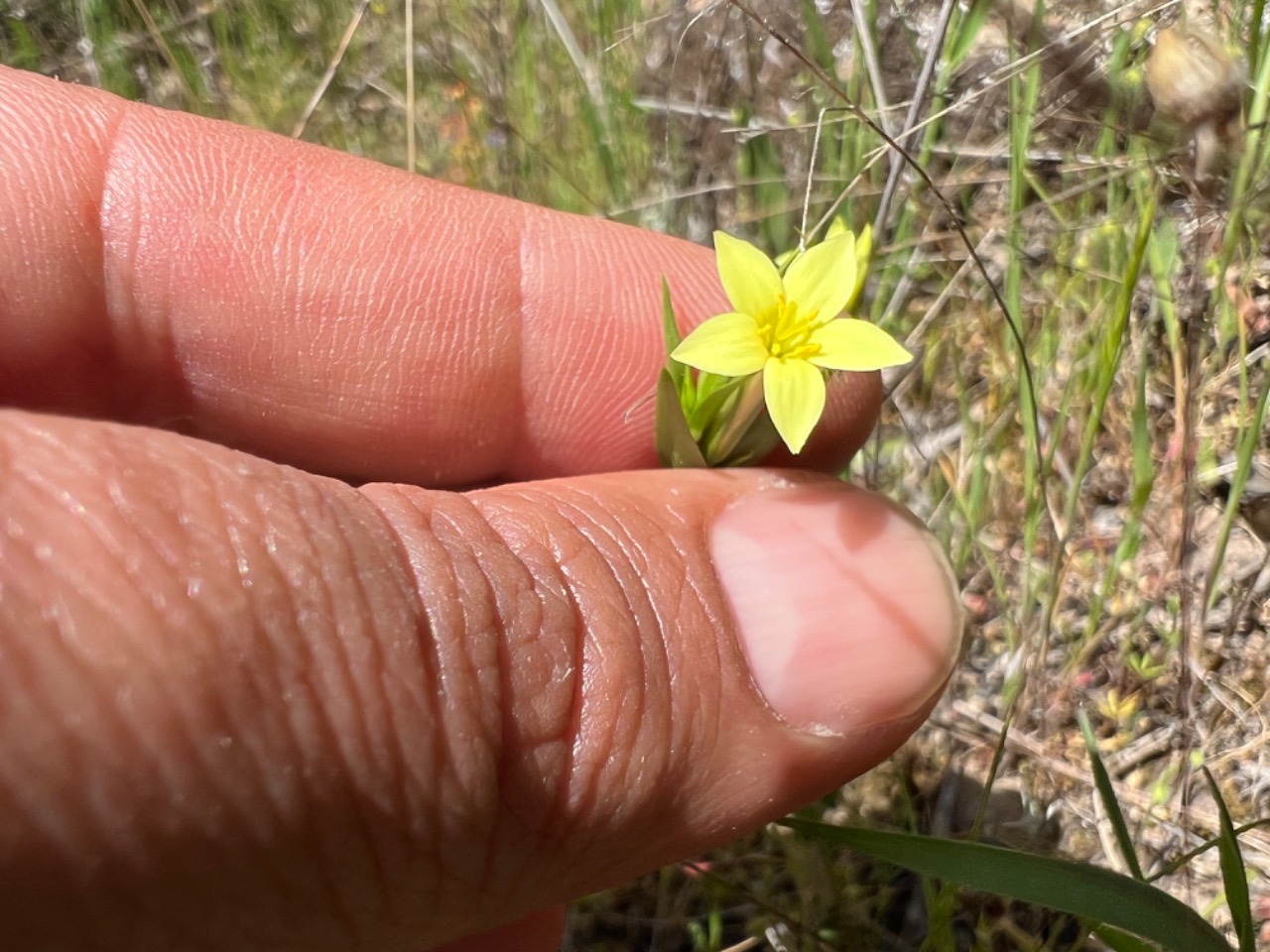 Centaurium maritimum