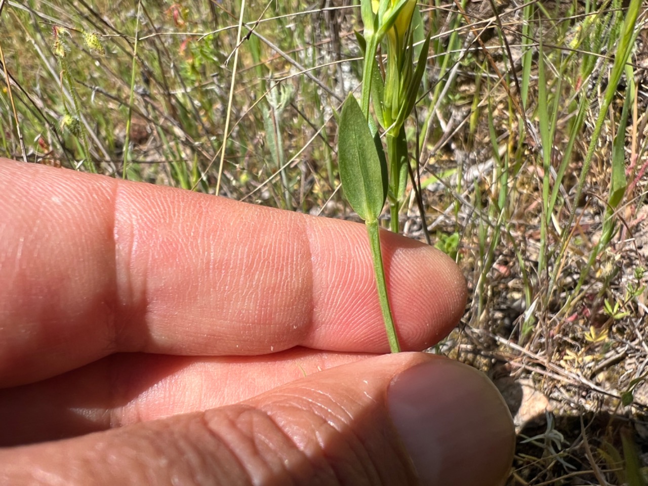 Centaurium maritimum