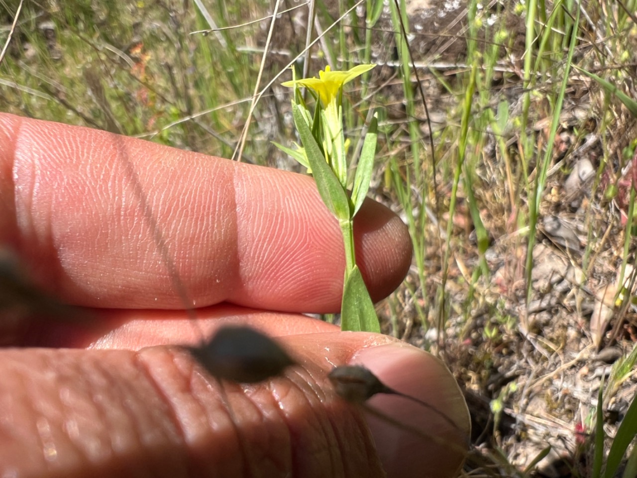 Centaurium maritimum