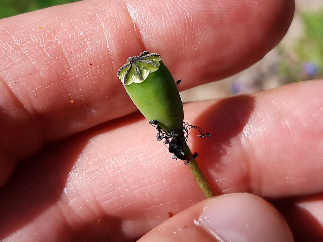 Papaver dubium