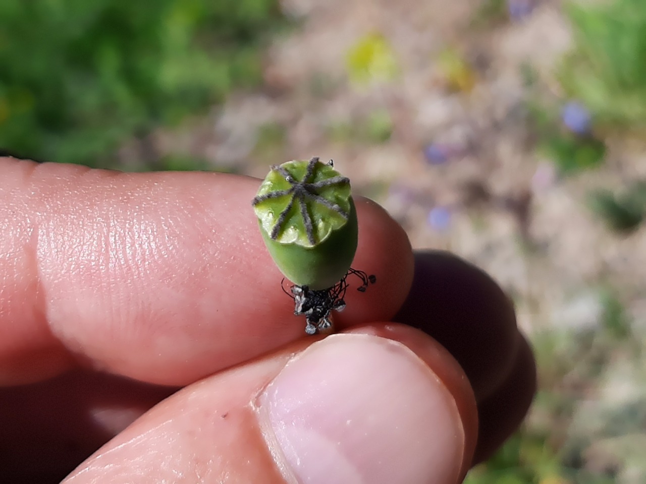 Papaver dubium