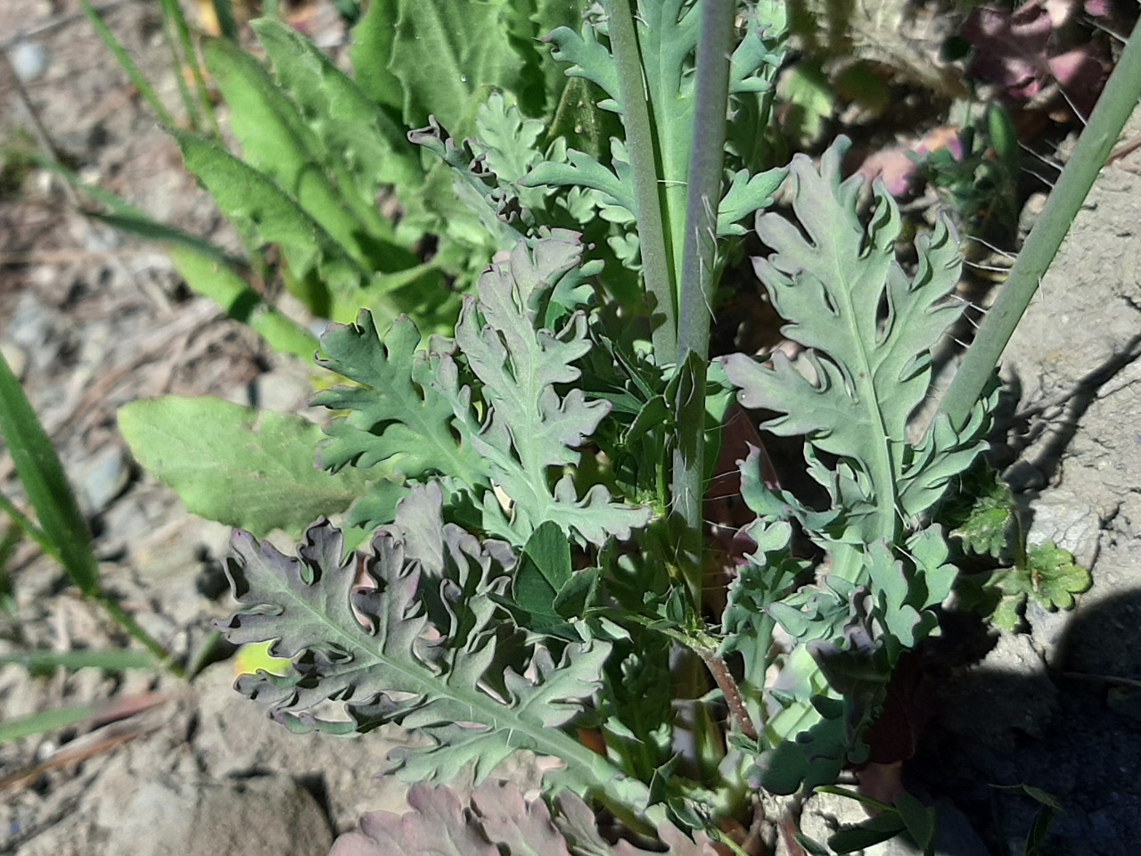 Papaver dubium