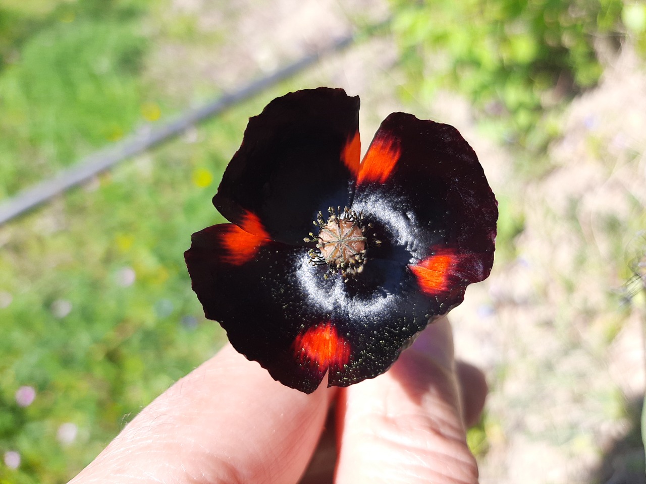 Papaver dubium