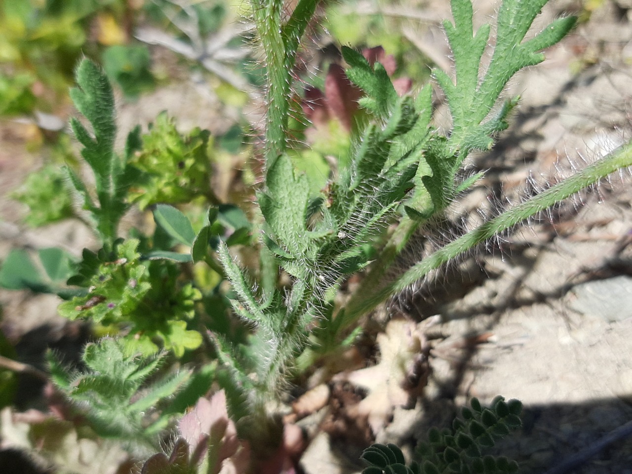 Papaver dubium