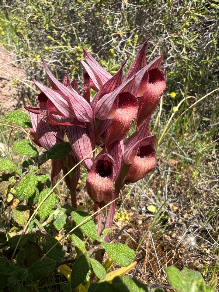 Serapias orientalis