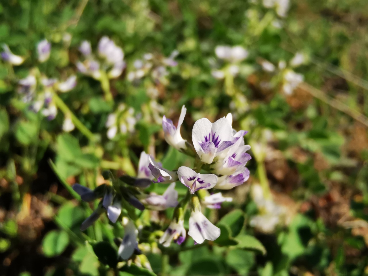 Melilotus bicolor