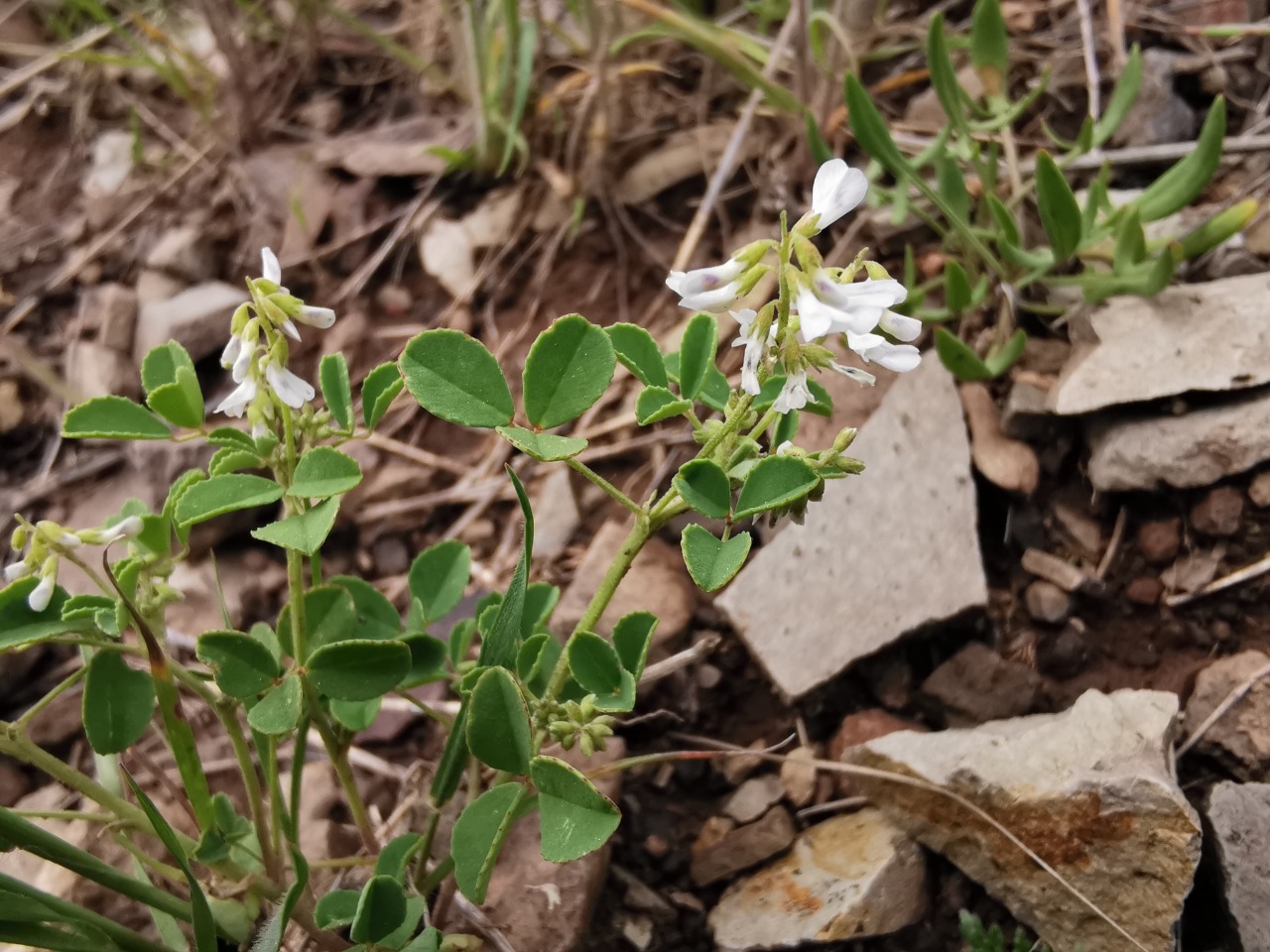 Melilotus bicolor