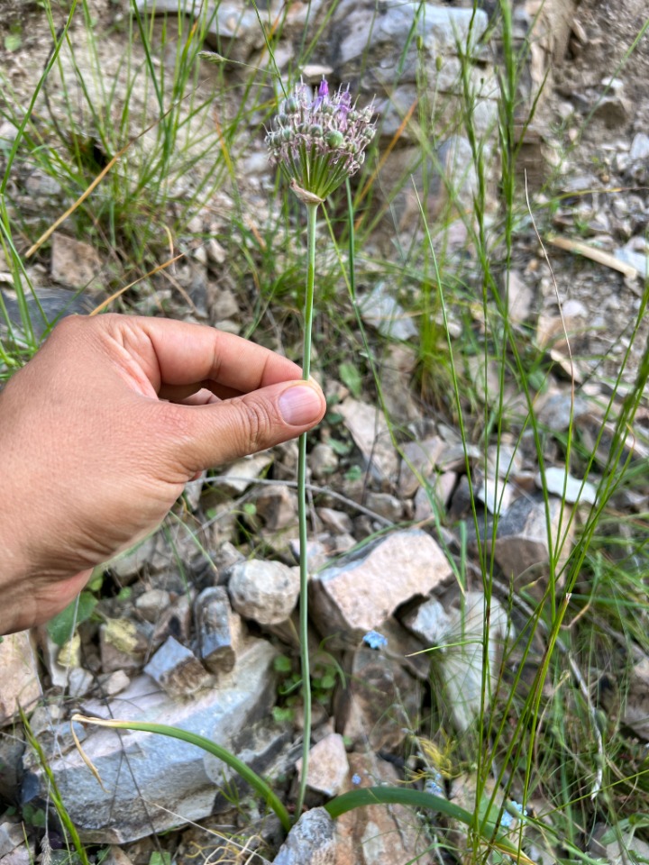 Allium lycaonicum