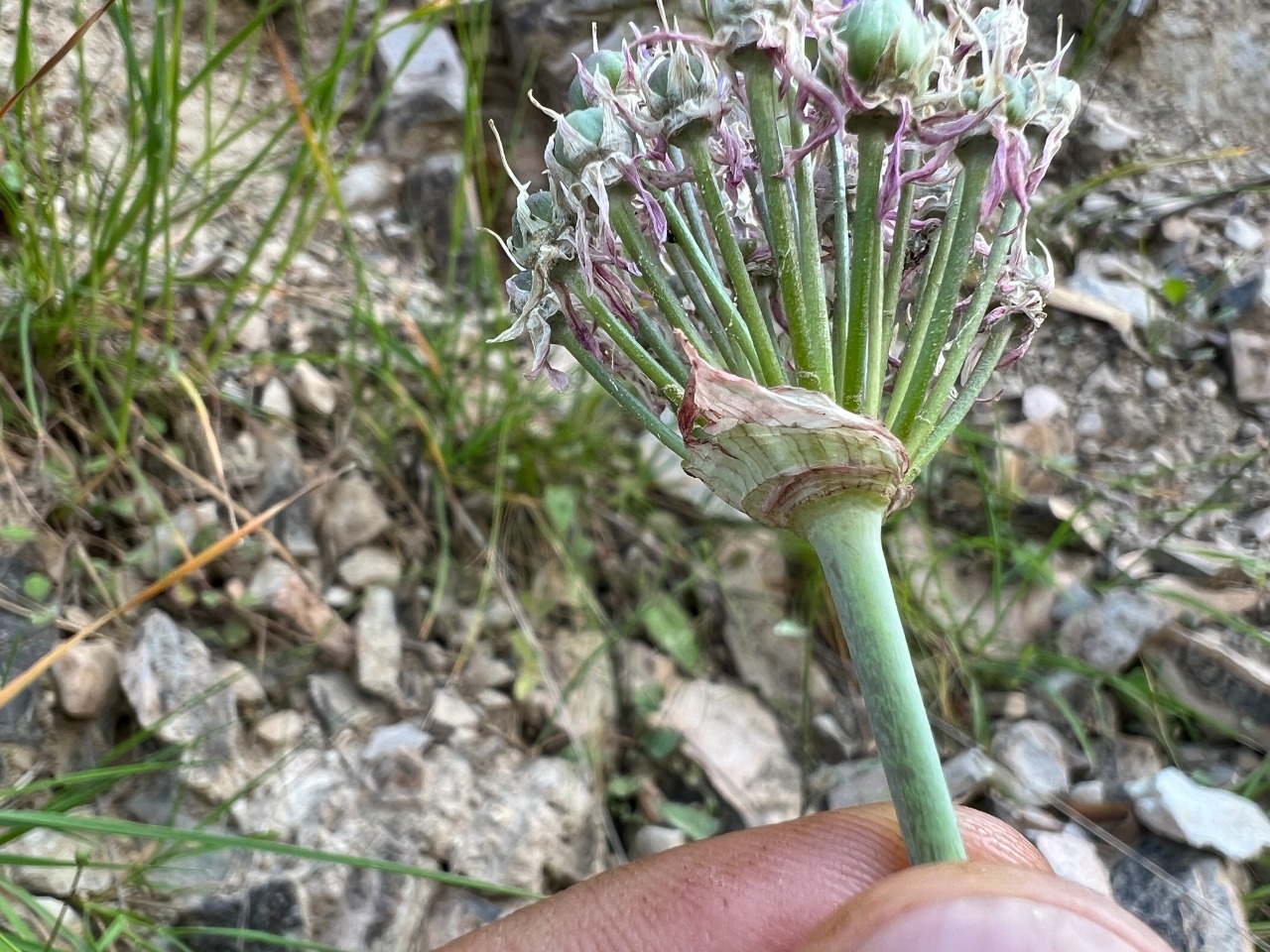 Allium lycaonicum